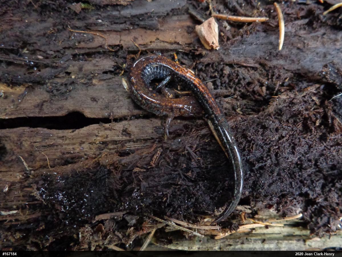 Eastern Red-backed  Salamander