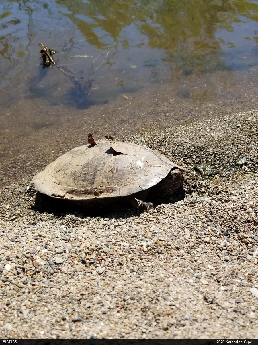 Northern Map Turtle