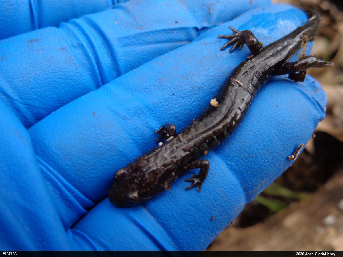 Allegheny Mountain Dusky Salamander