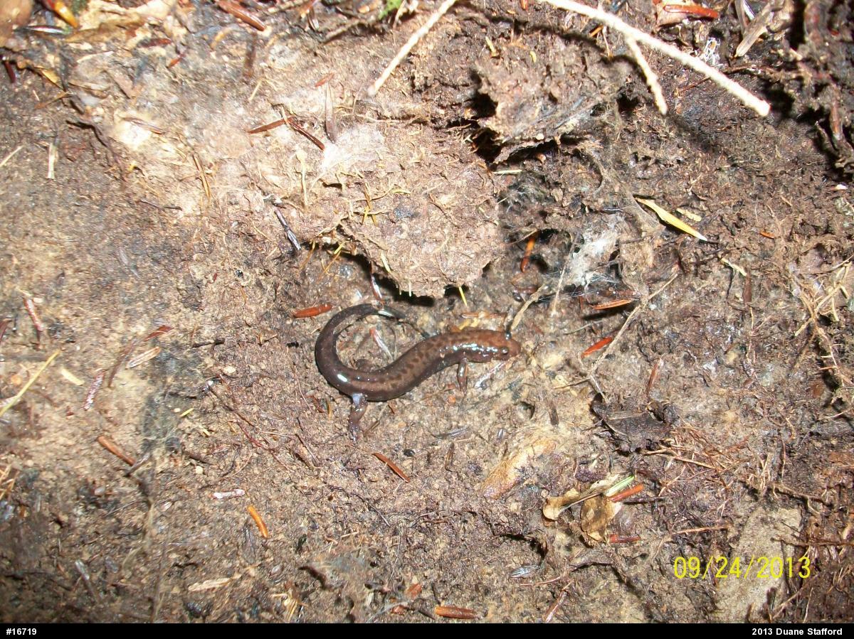 Allegheny Mountain Dusky Salamander