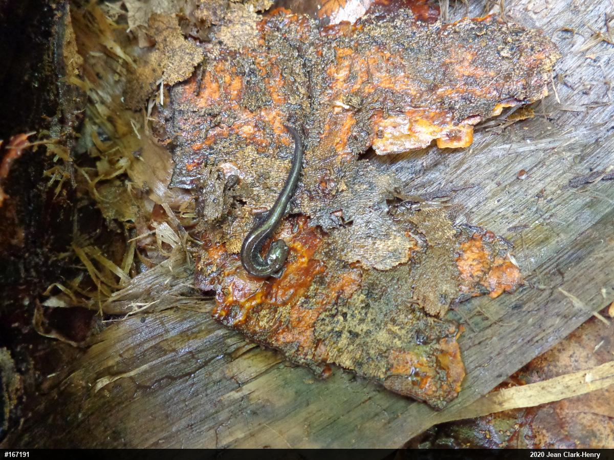 Eastern Red-backed  Salamander