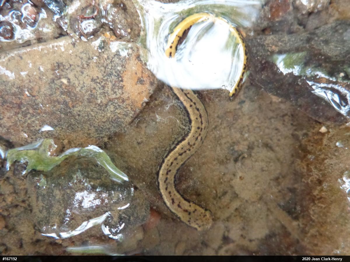 Northern Two-lined Salamander