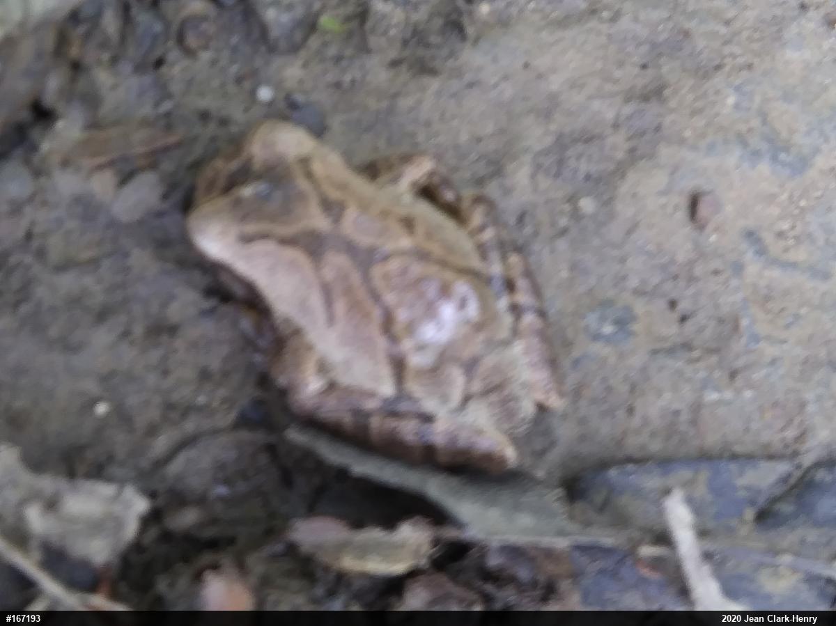Spring Peeper