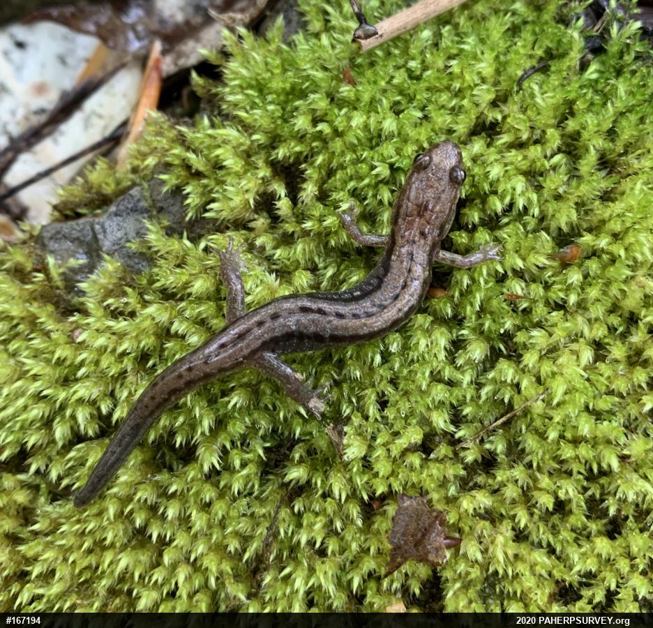 Allegheny Mountain Dusky Salamander