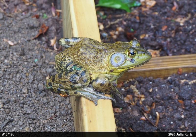 American Bullfrog