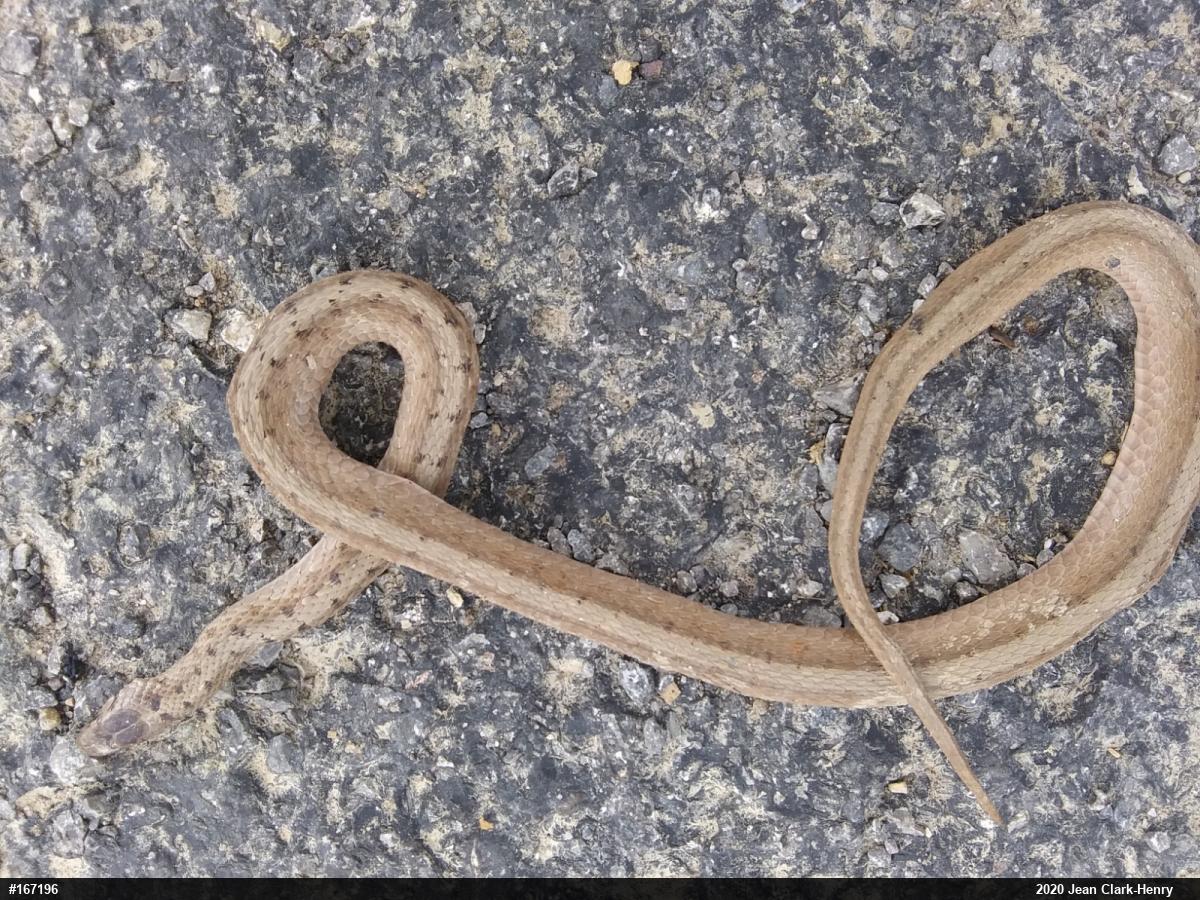 Dekay's Brownsnake