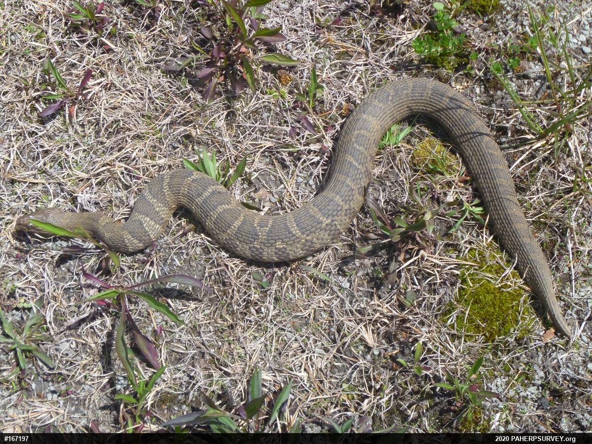 Northern Watersnake