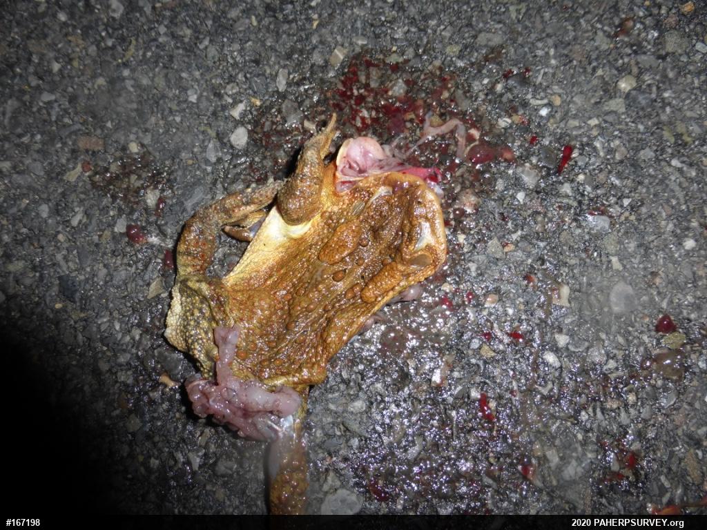Eastern American Toad