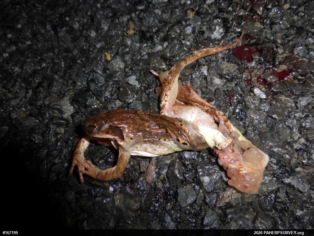 Wood Frog