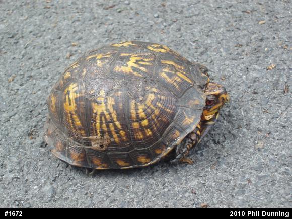 Eastern Box Turtle