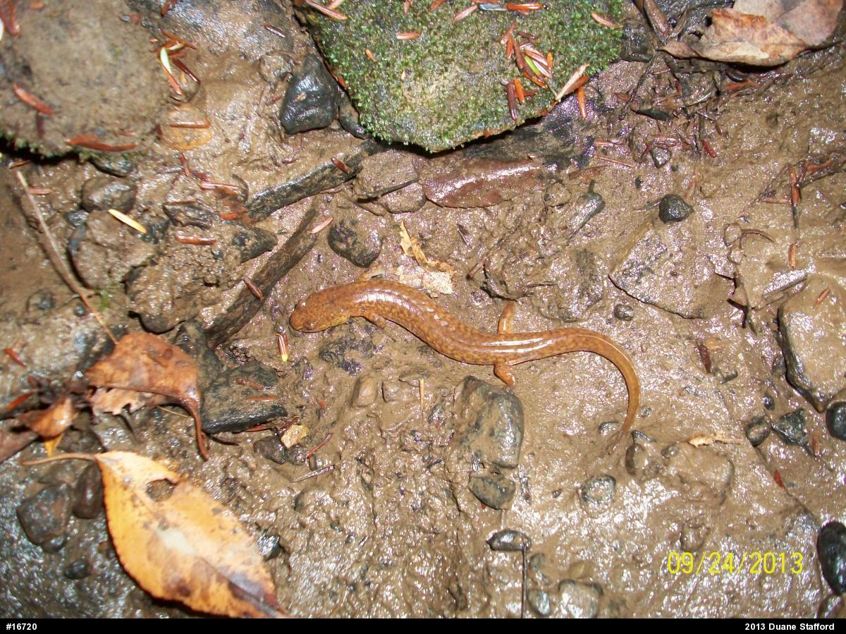 Northern Spring Salamander