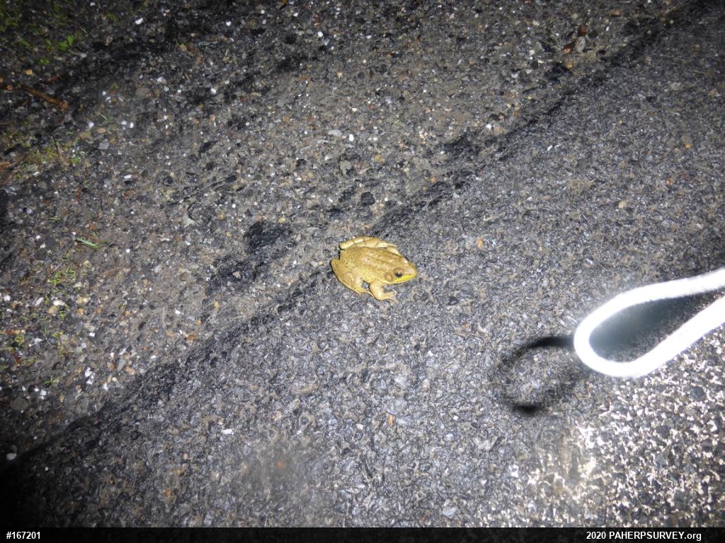 Green Frog