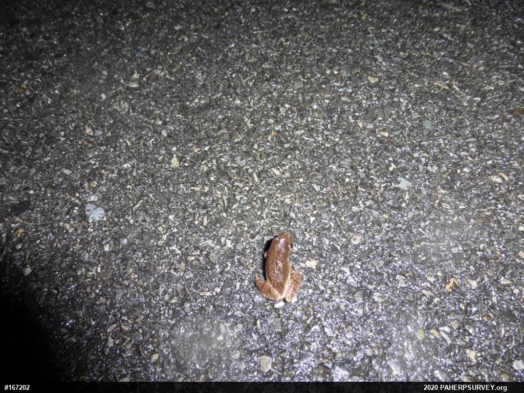 Spring Peeper