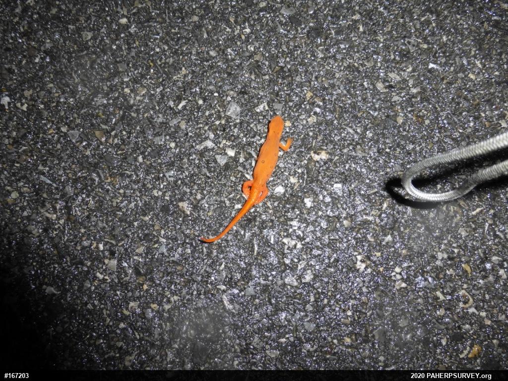 Red-spotted Newt