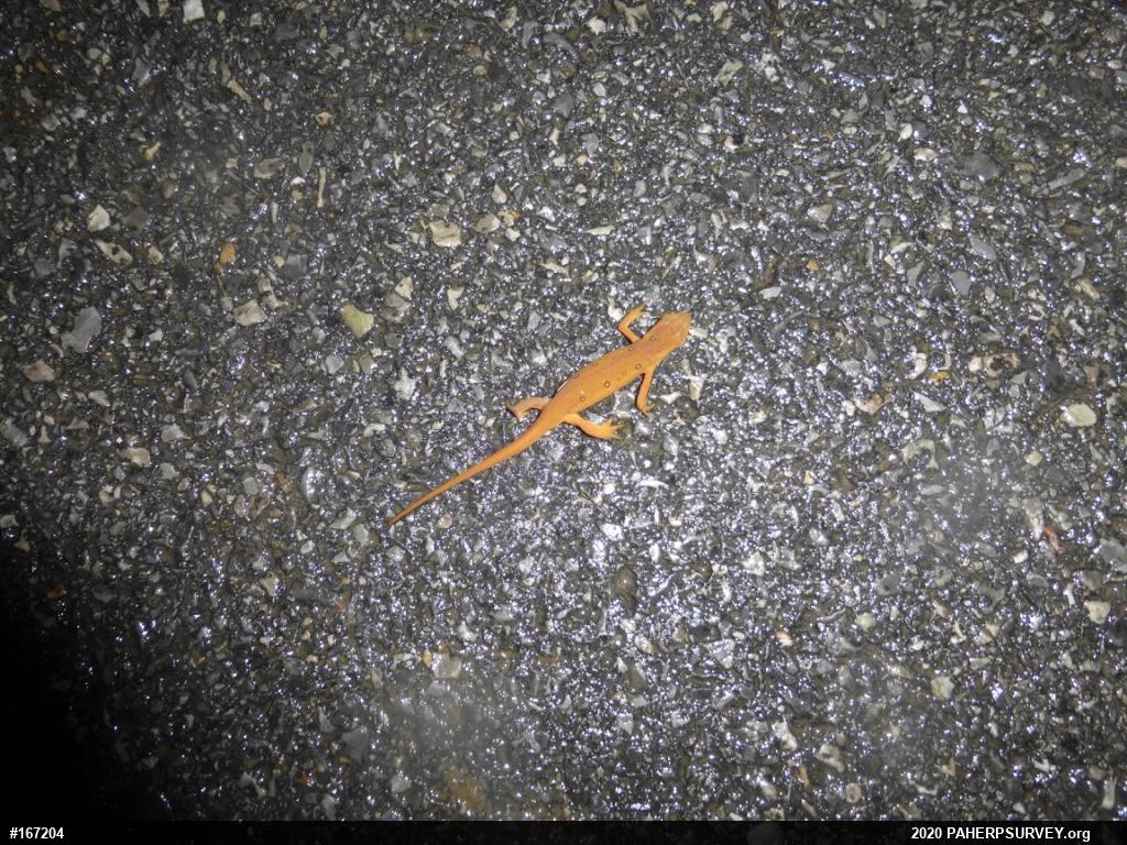 Red-spotted Newt