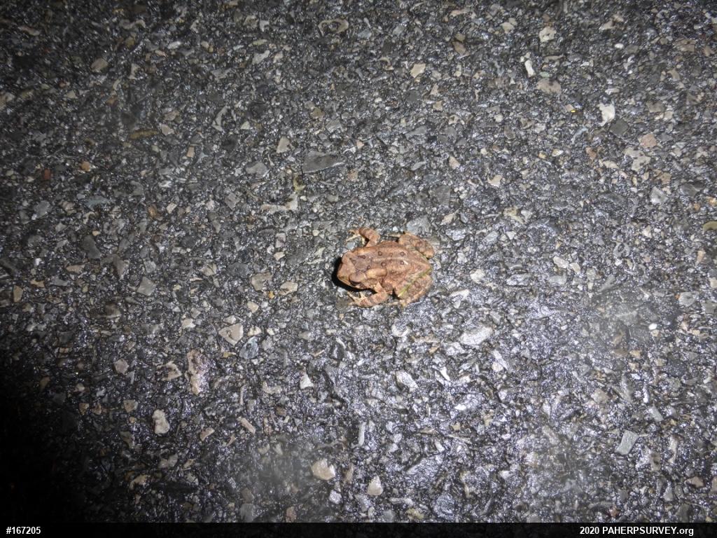 Eastern American Toad