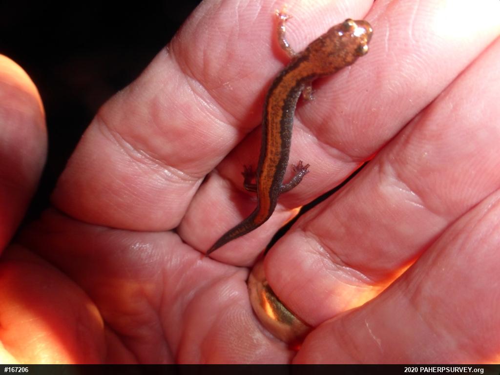 Eastern Red-backed  Salamander