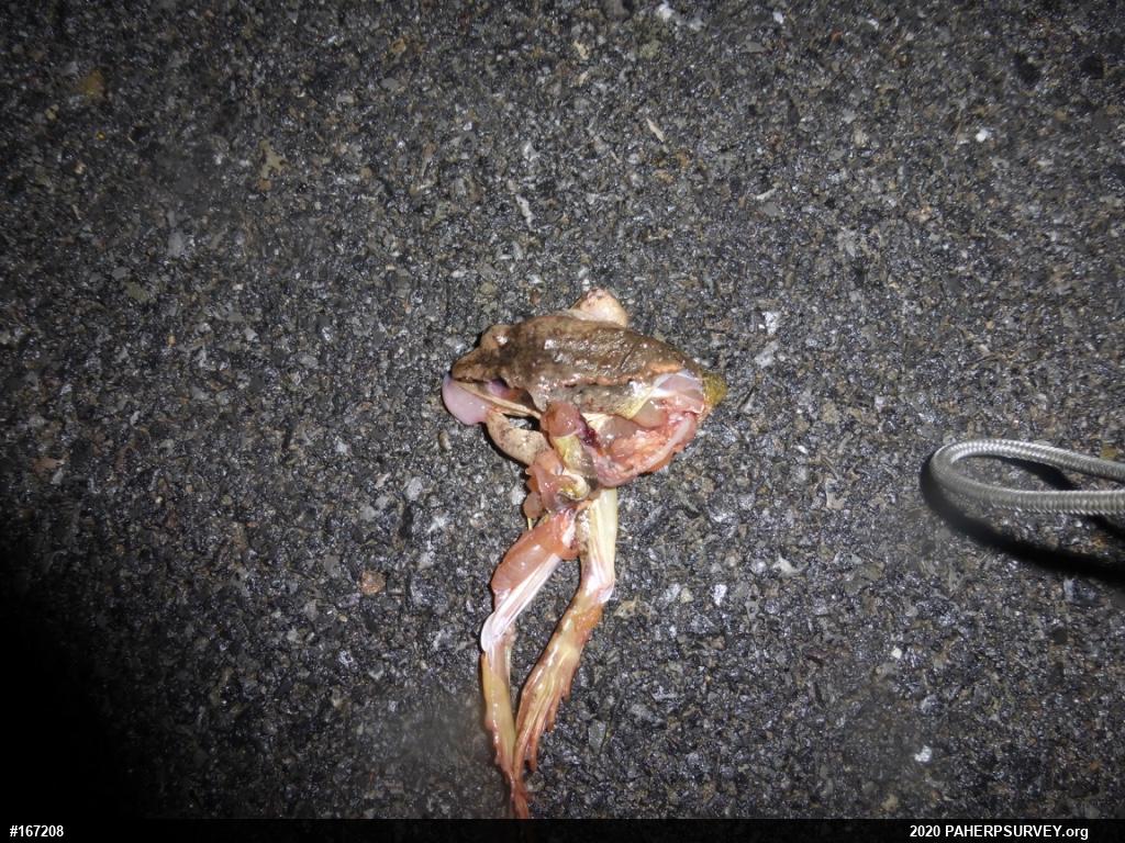 Wood Frog