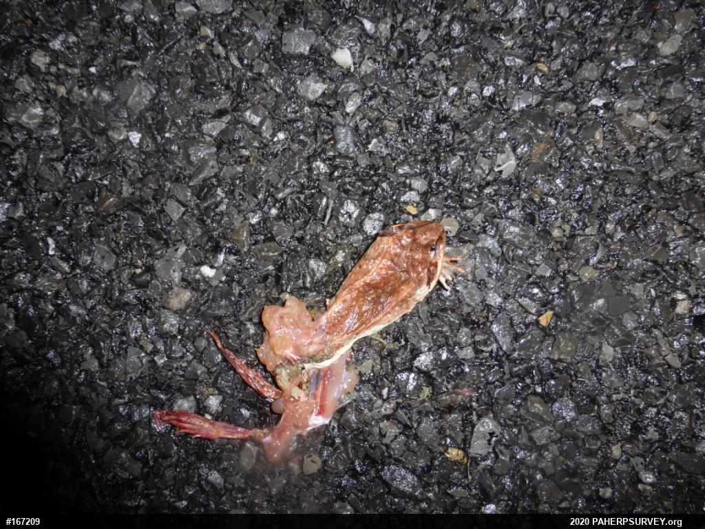 Wood Frog