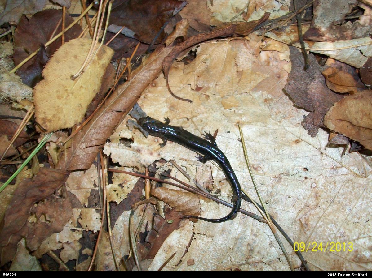 Allegheny Mountain Dusky Salamander