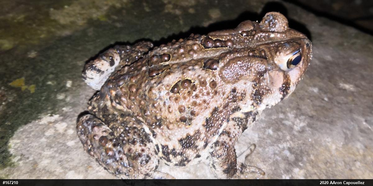 Eastern American Toad