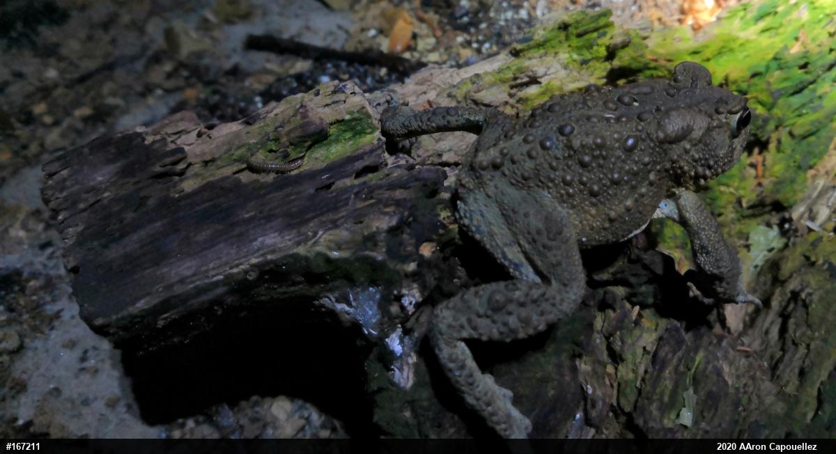 Eastern American Toad