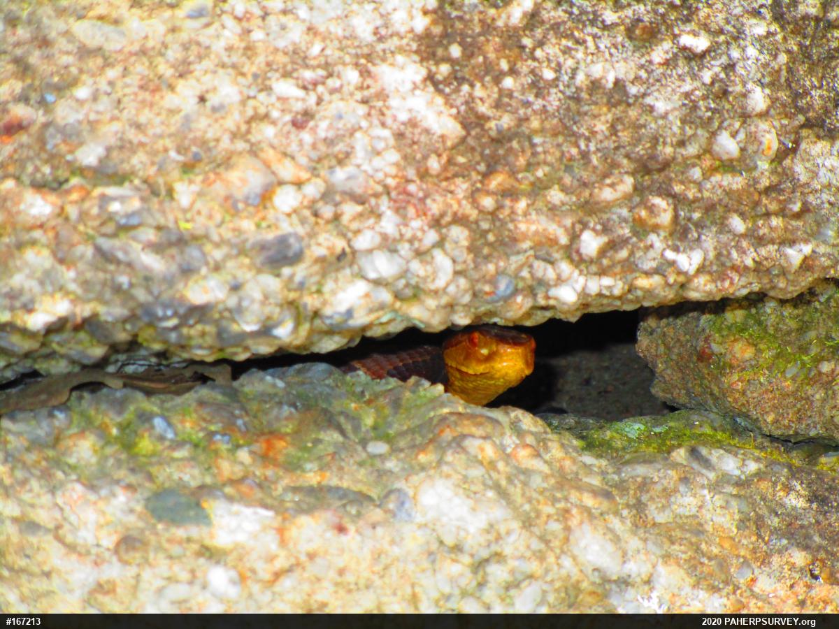 Northern Copperhead