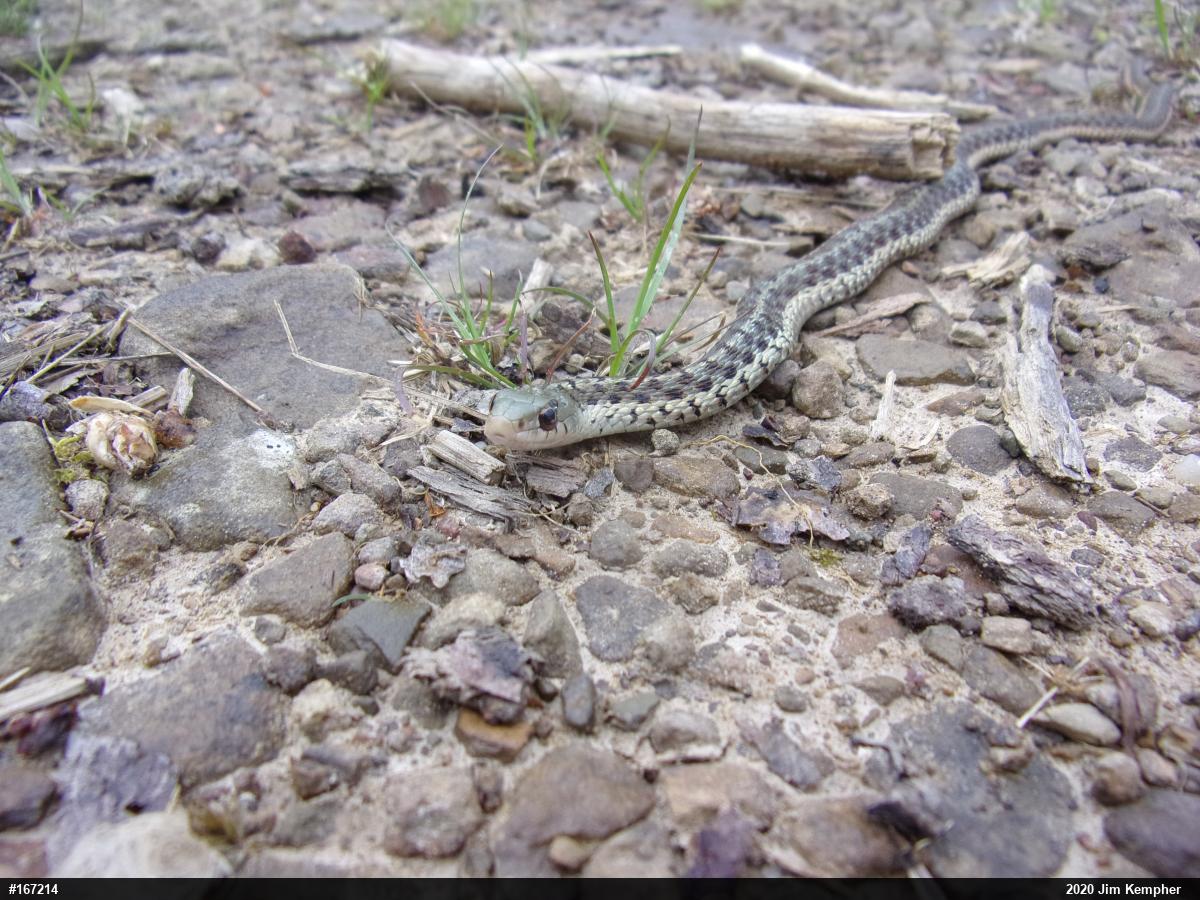 Eastern Gartersnake