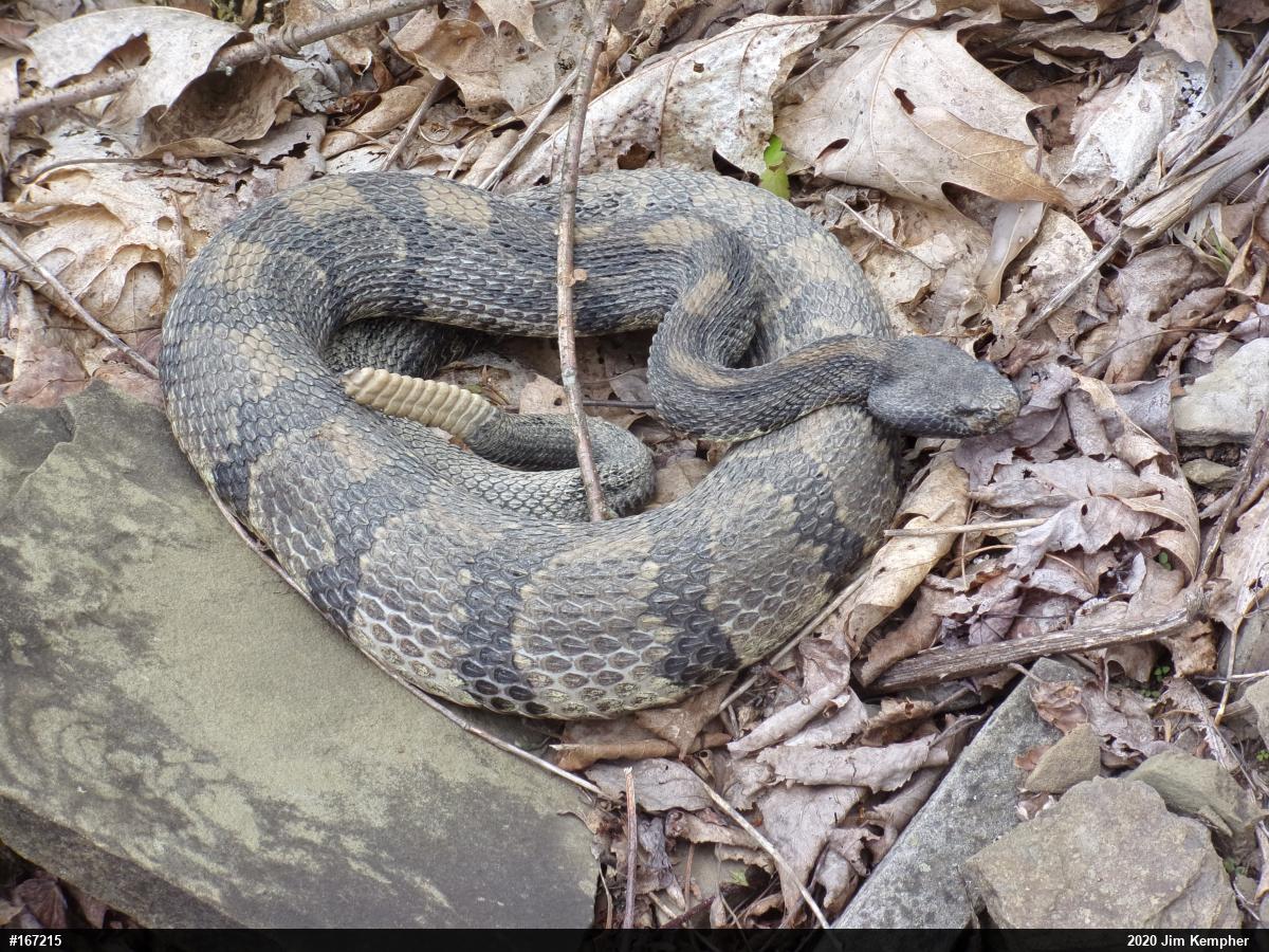 Timber Rattlesnake