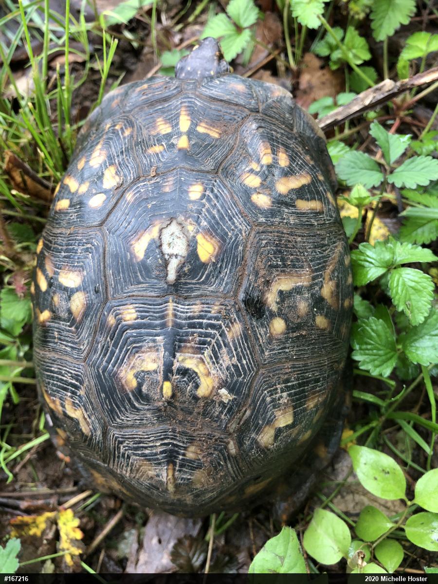 Eastern Box Turtle