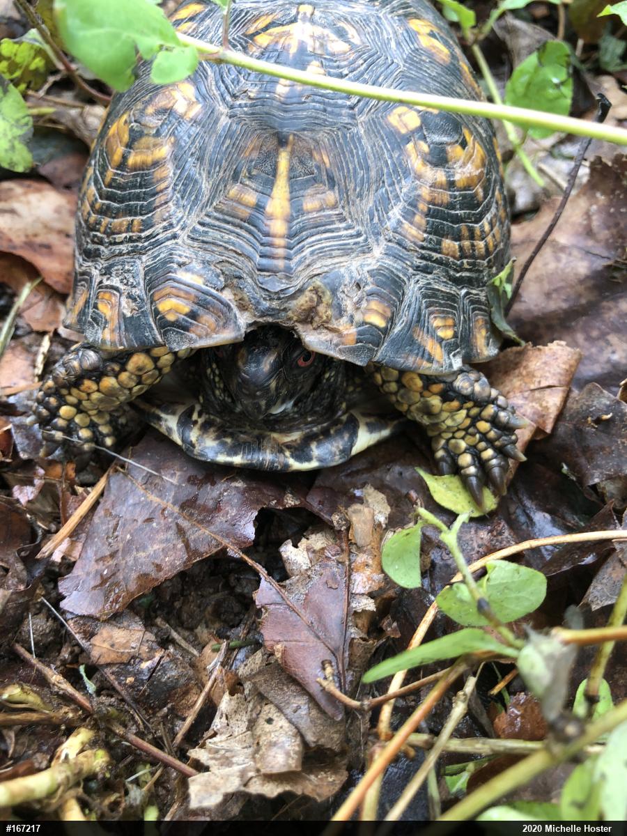 Eastern Box Turtle