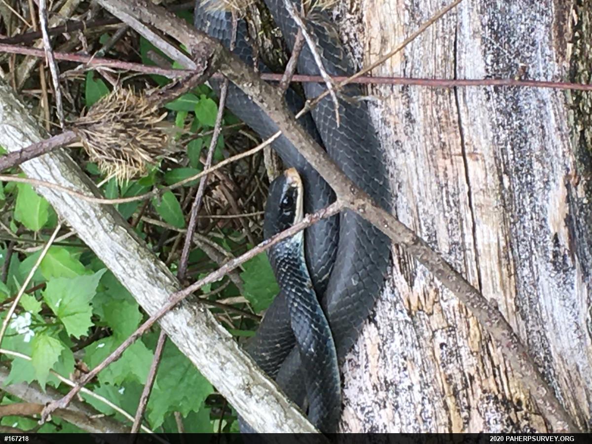 Northern Black Racer