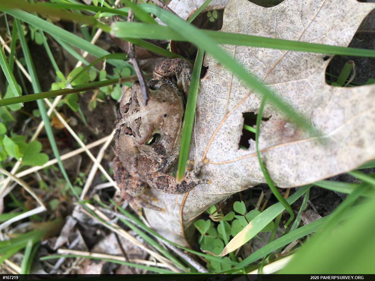 Eastern American Toad