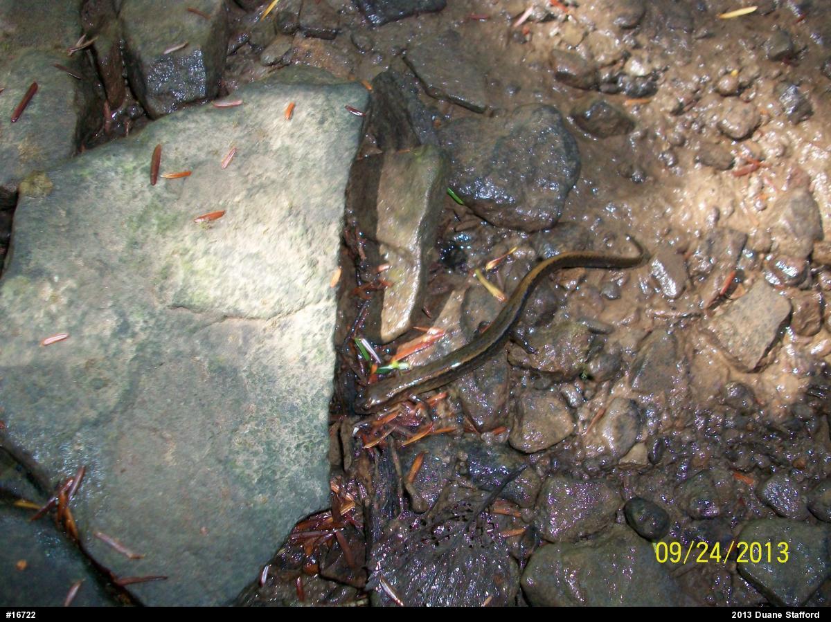 Northern Two-lined Salamander