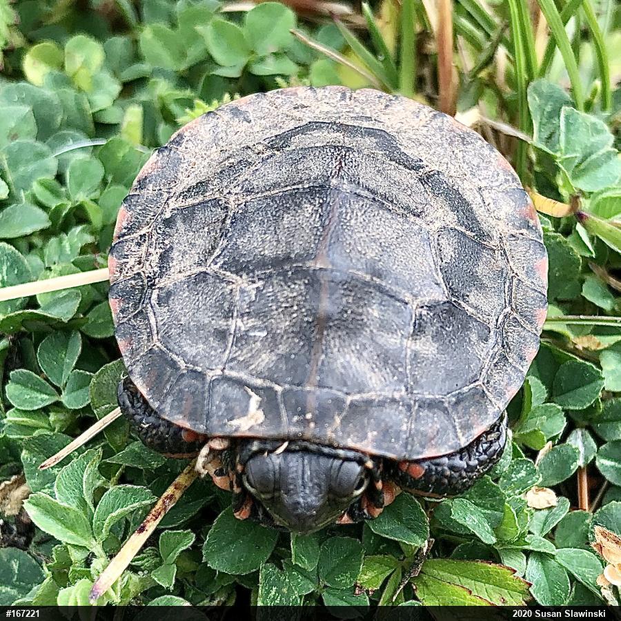 Eastern Painted Turtle
