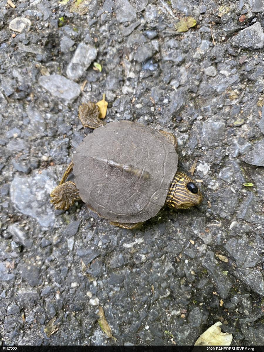 Northern Map Turtle