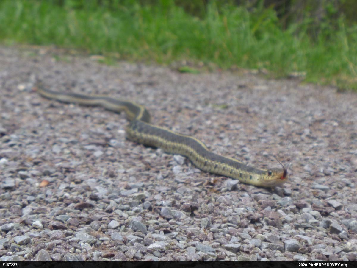 Eastern Gartersnake