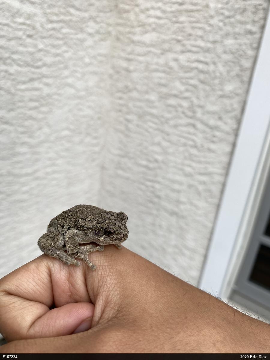 Unknown Gray Treefrog