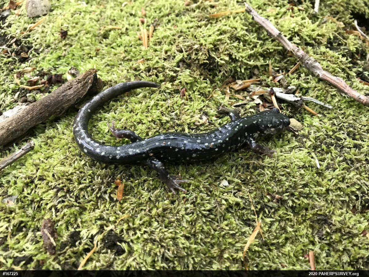 Northern Slimy Salamander
