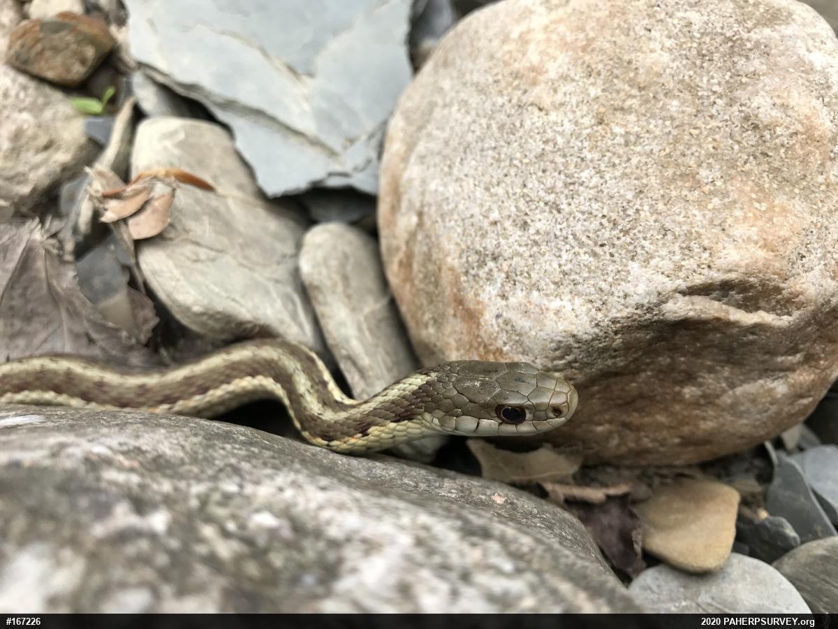 Eastern Gartersnake
