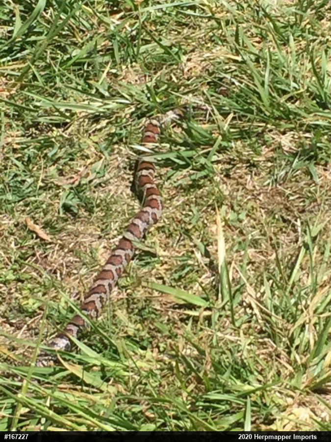Eastern Milksnake