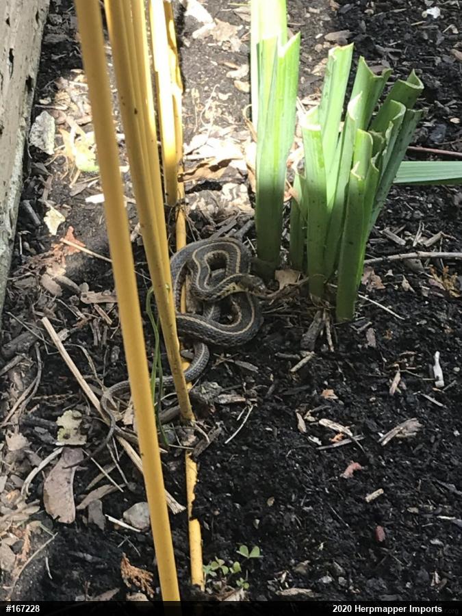 Eastern Gartersnake