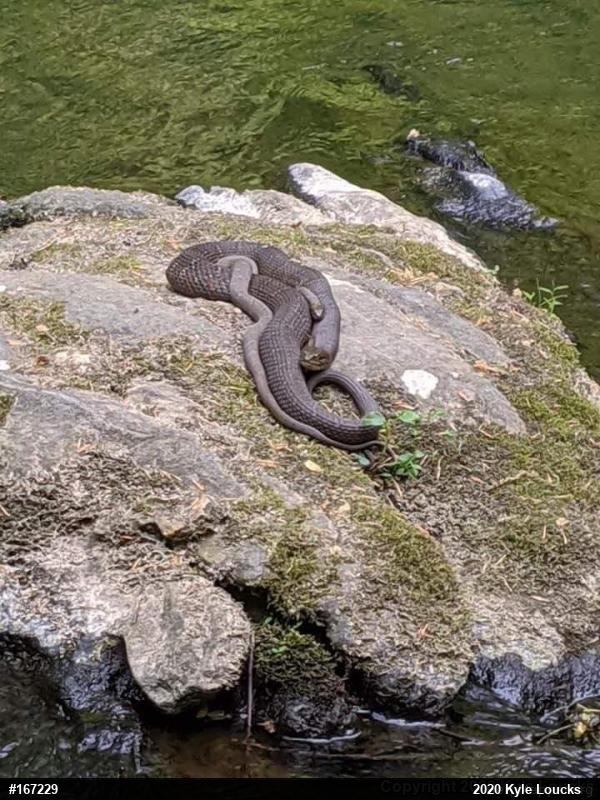 Northern Watersnake