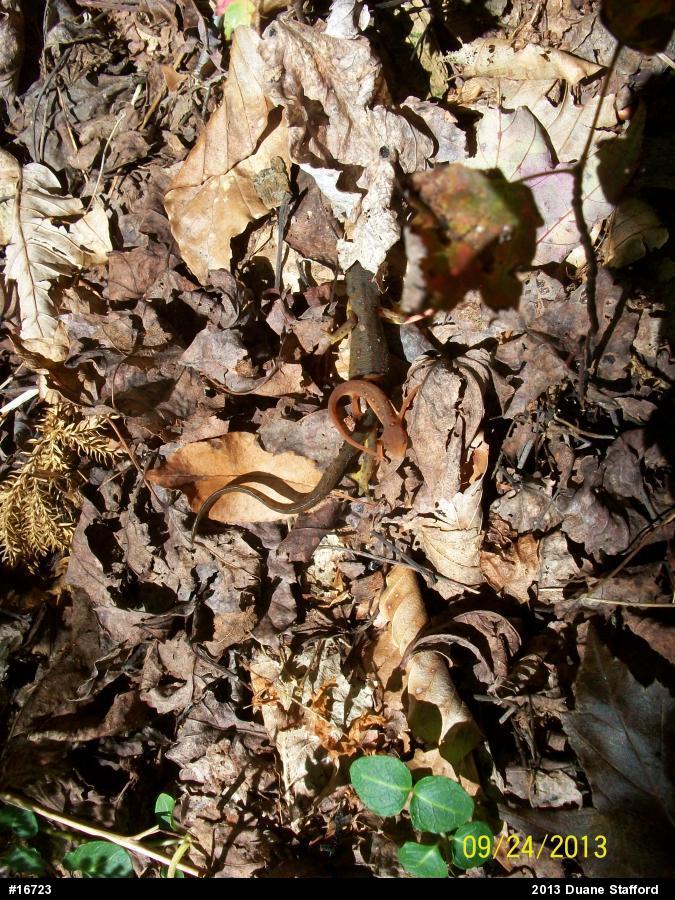 Red-spotted Newt