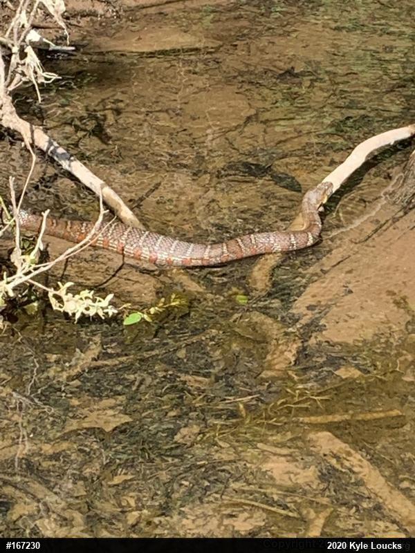 Northern Watersnake