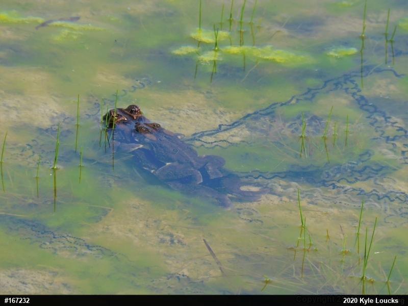 Eastern American Toad