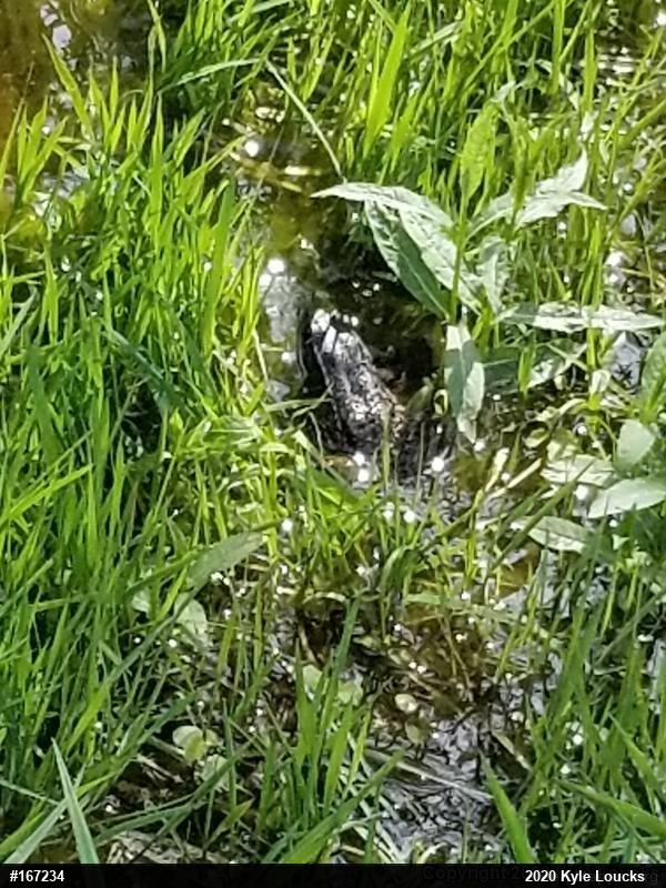 Green Frog