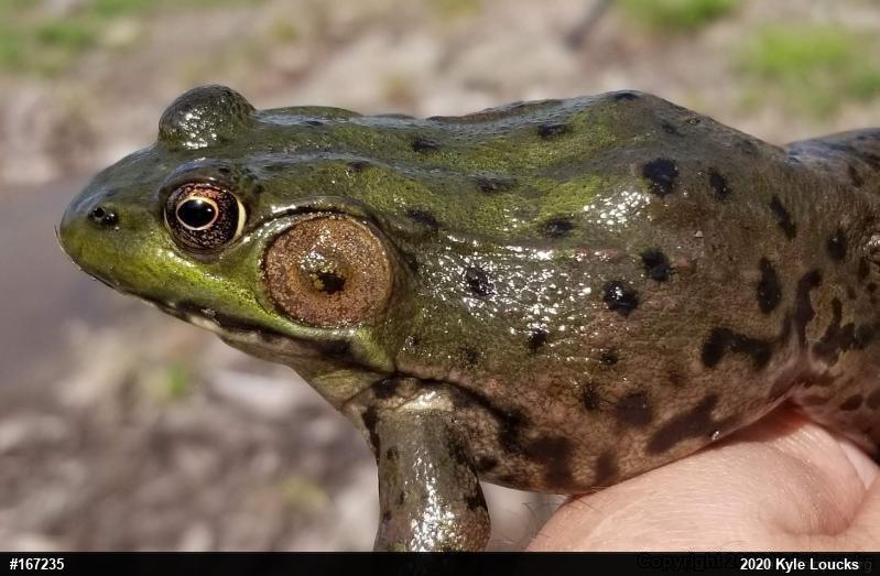 Green Frog