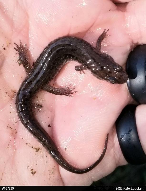 Northern Dusky Salamander