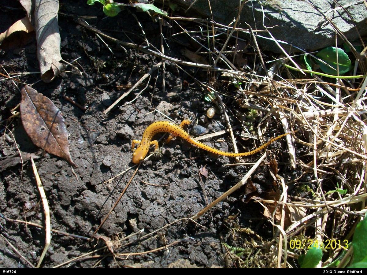 Eastern Long-tailed Salamander